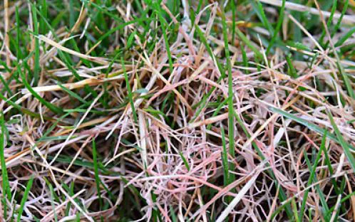 Pinkish-red strands in grass could be red thread - Turf