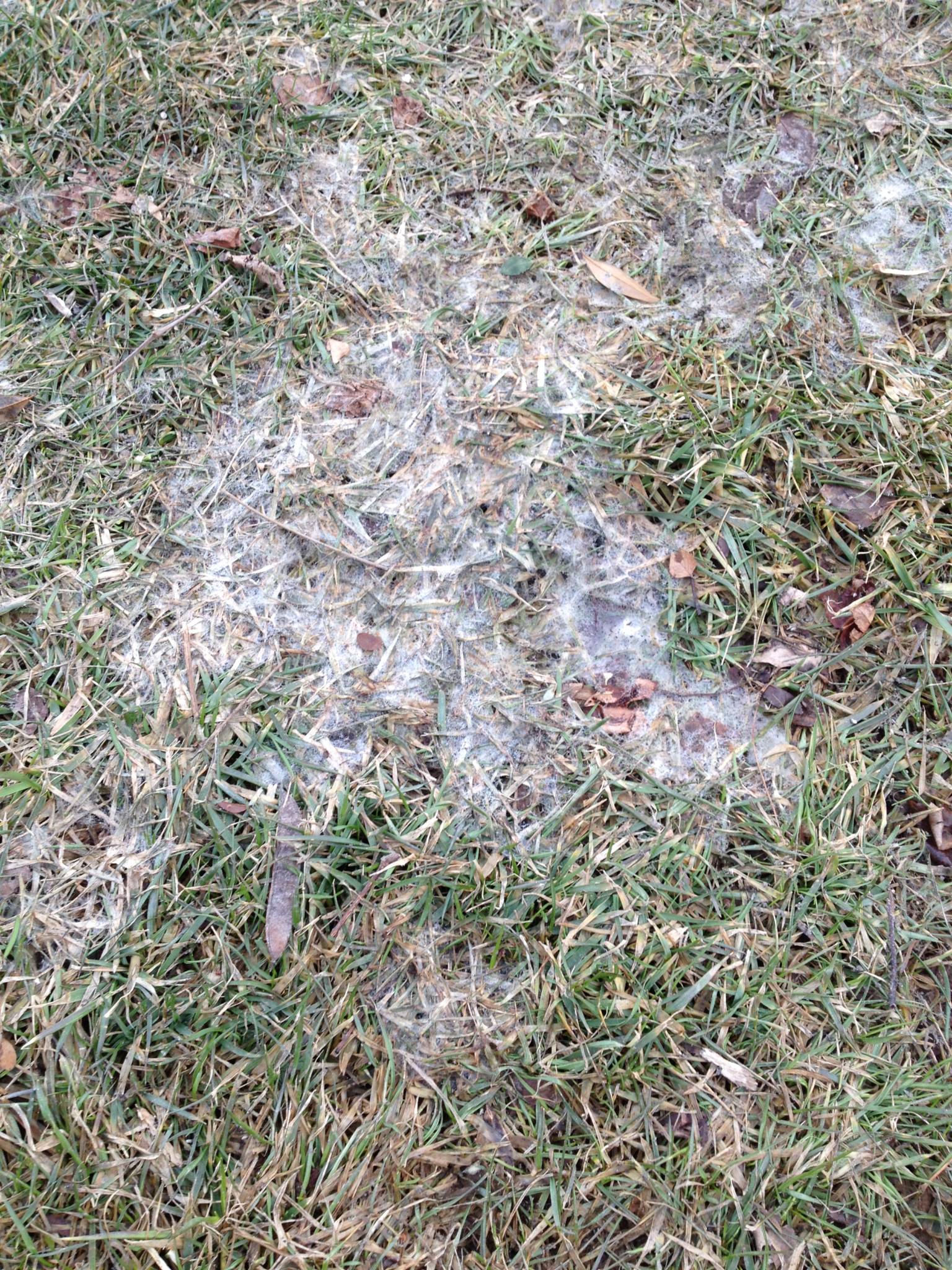 Snow Mold on Turf - Hillside Lawn Care