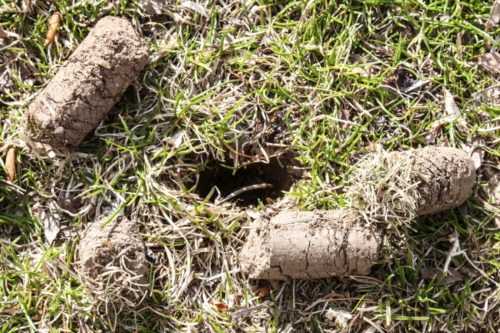 aeration cores or plugs