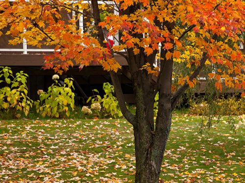 Winterize a lawn by removing leaves