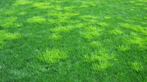 There's Only One Type of Bluegrass We Like - Hillside Lawn Care