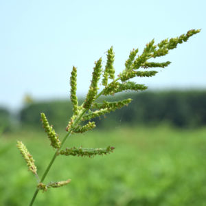 Nut Grass/ Weeds