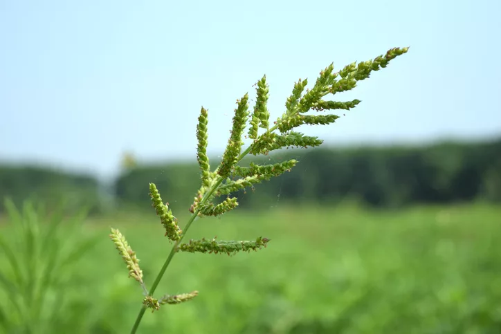 Grass Weeds - Control of Grass Weeds.