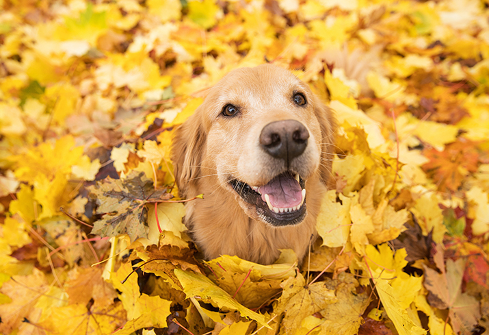 5 to dos for fall lawn care