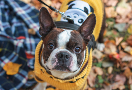 wooly sweater in fall
