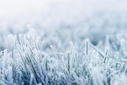 prepare_for_winter_grass