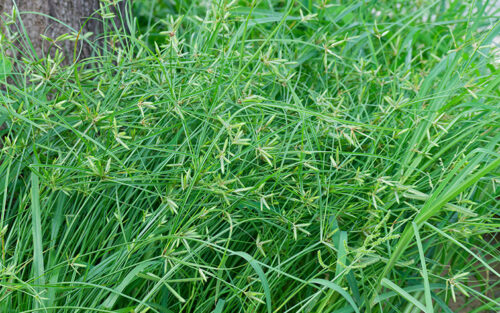 What to Expect After Your Nutsedge Treatment