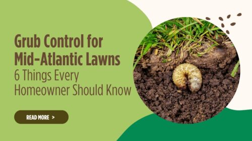 grub control for mid atlantic lawns