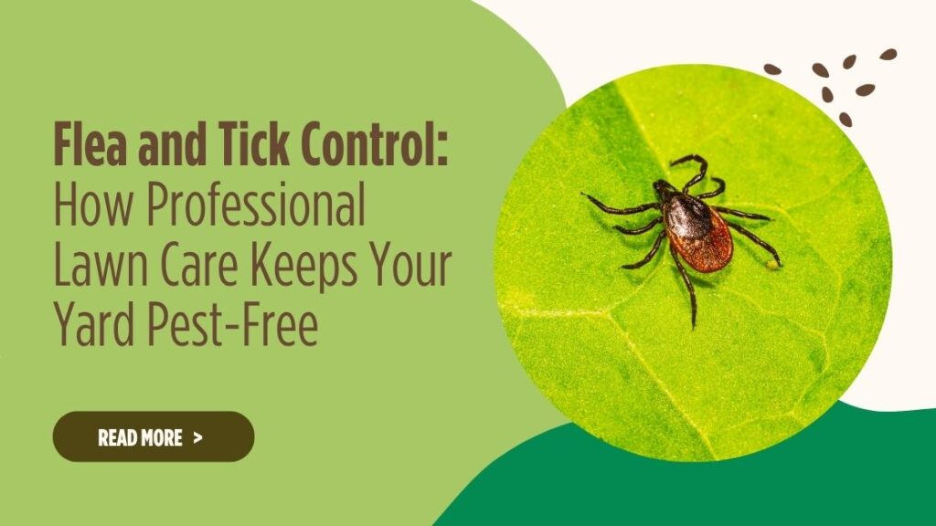 flea and tick in lawn