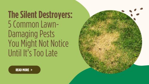 The Silent Destroyers: 5 Common Lawn-Damaging Pests You Might Not Notice Until It’s Too Late