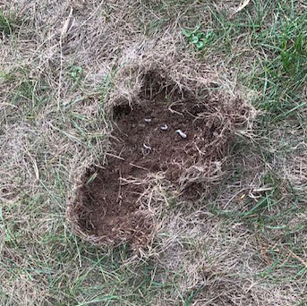 Damaged-turf-from-white-grubs-Sept-29th,-01-06-22