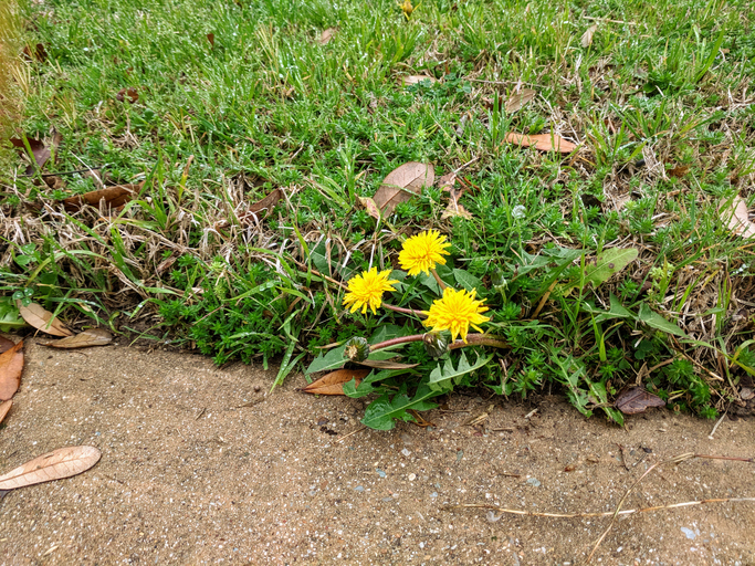 Overgrown broad leaf weeds in the yard