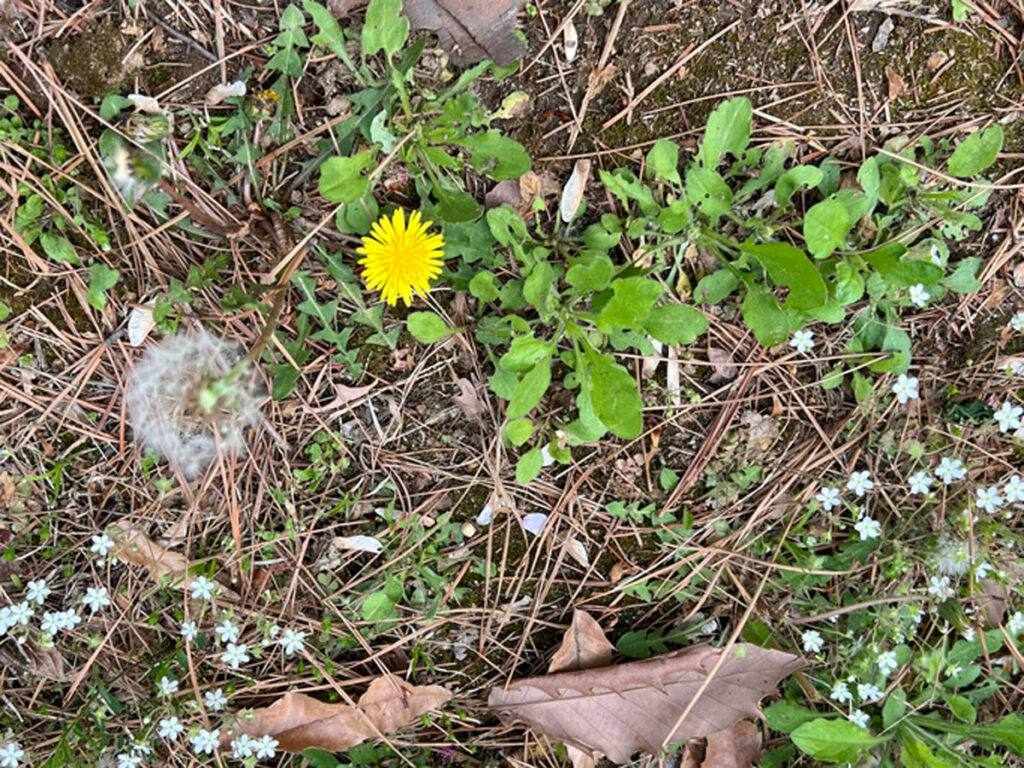 weeds and dandelion