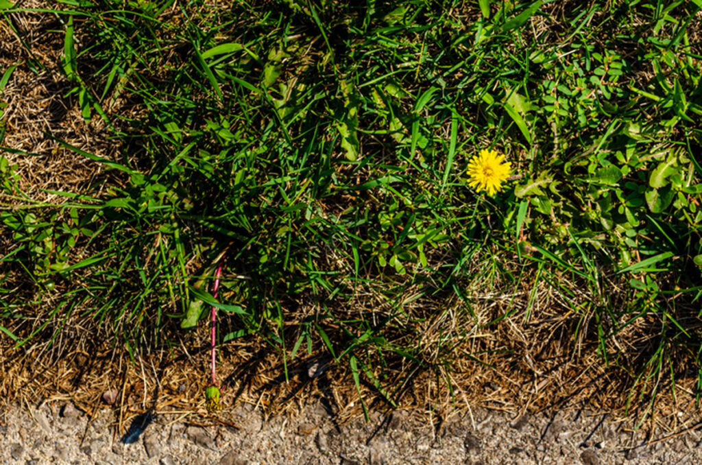 Dandelion weeds on a lawn at the edge of concrete path