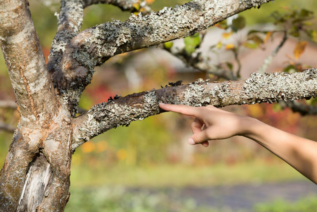 Young adult woman finger pointing to apple tree with dry lichen.