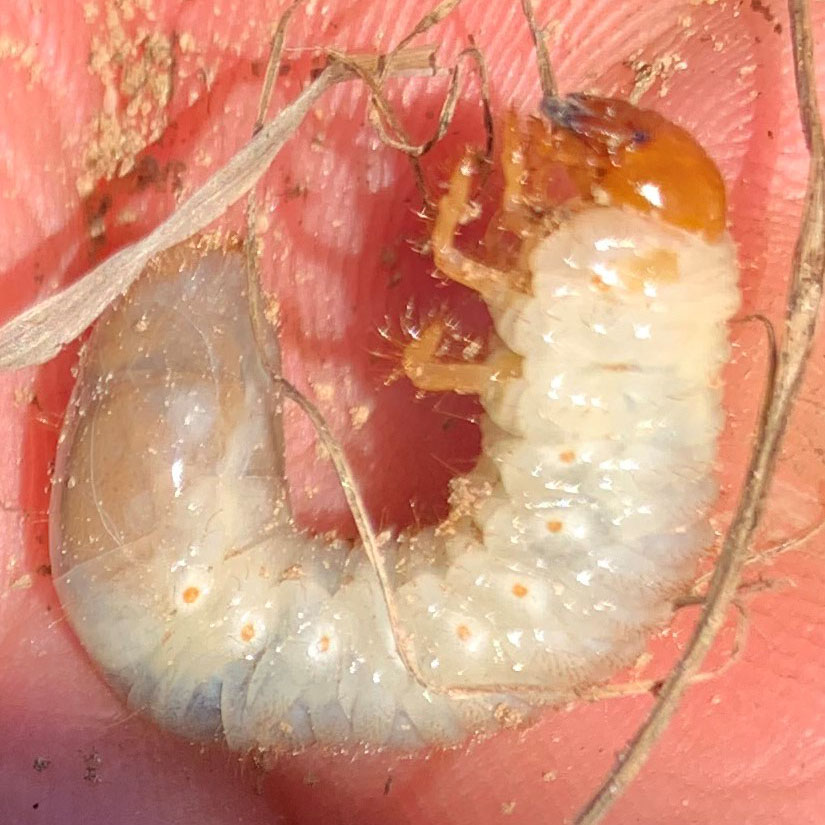 white-grub-in-sun