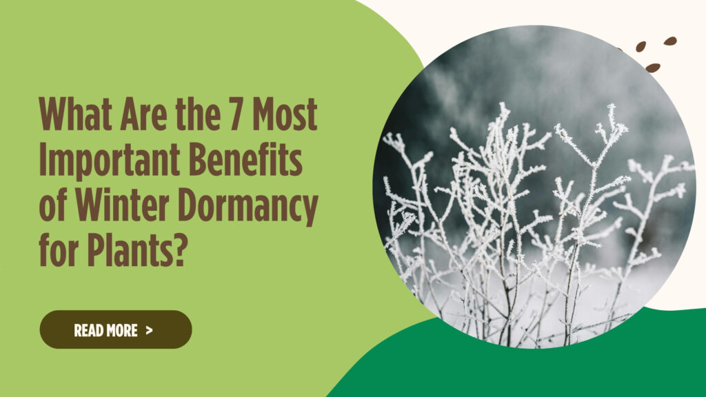 Winter Plant Dormancy