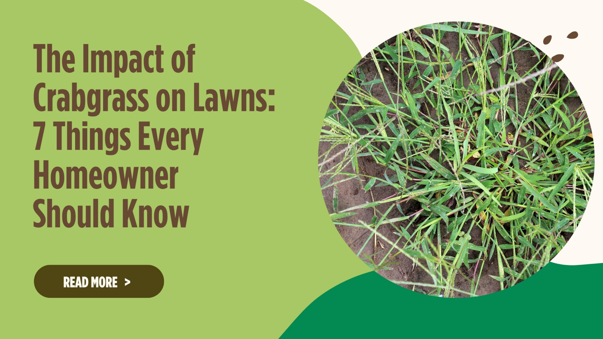 The Impact of Crabgrass on Lawns | HillSide Lawn Service