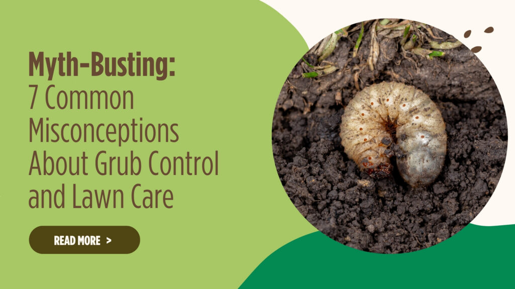 7 Common Misconceptions About Grub Control and Lawn Care