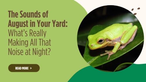The Sounds of August in Your Yard: What’s Really Making All That Noise at Night?