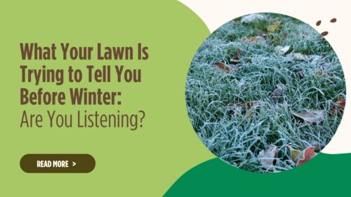 What Your Lawn Is Trying to Tell You Before Winter